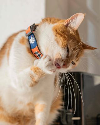 Balíčky plné radosti pro tlapky i čumáčky! 🐾 Na PetClub.cz najdete dárkové balíčky pro psy i kočky – granule, kapsičky,...