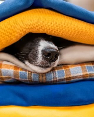 I lenošení si žádá plnou misku. 🐕 Objednejte svým psím chlupáčům kvalitní, vyvážená krmiva, kapsičky, konzervy nebo...