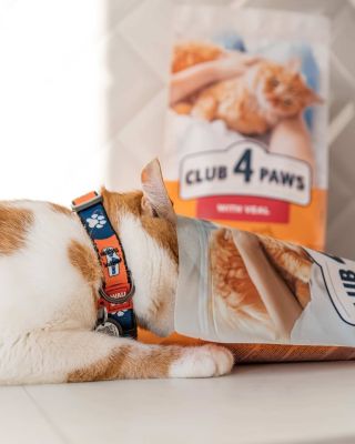 Neodolala a chce víc! 😻 Na PetClub.cz najdete dárková balení pro kočky a mix příchutí na každý den. Granule, kapsičky,...