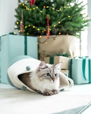 Vánoce jsou za 20 dní a na PetClub.cz máme dárky i pro vaše čiči? 😻 Omrkněte nabídku kvalitních granulek a kapsiček...