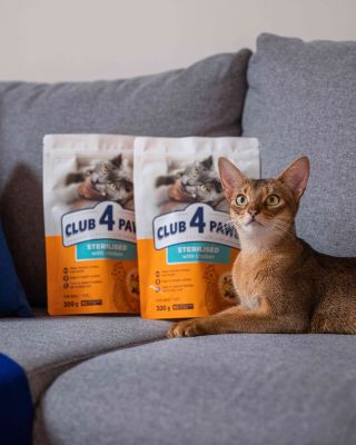 Změna krmiva po kastraci: Mýtus, nebo nutnost? Není to jen mýtus, ale důležitý krok k udržení zdraví vašeho mazlíčka. 😻...