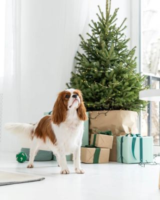 Vánoce jsou pro celou rodinu a vaši zvířecí mazlíčci si zaslouží pod stromečkem taky něco speciálního. 🎄 U nás koupíte...